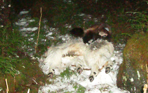 Figure 5 Photograph taken from a remote camera of a radiocollared wolverine scavenging on a radiocollared mountain goat that previously died of malnutrition Wolverines are the most common scavenger of mountain goats in southeast Alaska but are not known to actually kill them