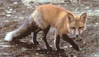 Rabid foxes often lose natural fear of humans Avoid contact