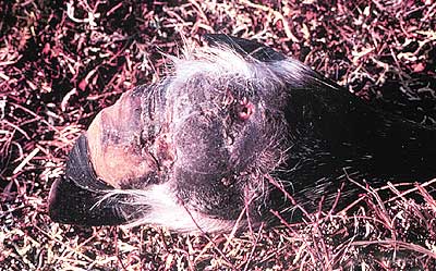 Swollen caribou hoof with hoofrot