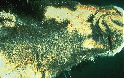 Hair loss and roughened skin on caribou muzzle Sometimes called 147sand paper caribou148