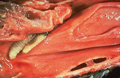 Caribou throat with two nose bots