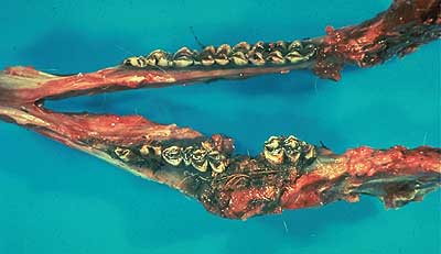 Abscessed caribou lower jaw