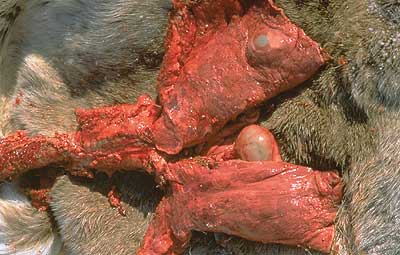 Two hydatid cysts in moose lungs