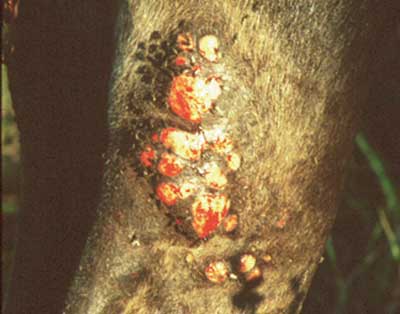 Bloody wounds on hind leg of moose due to fly bites