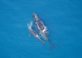 Photo of a North Pacific Right Whale