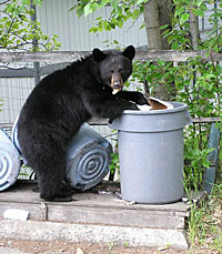 black bear going through garbage can - Alaska Department of Fish and Game (ADFG)
