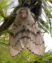 Female Gypsy Moth