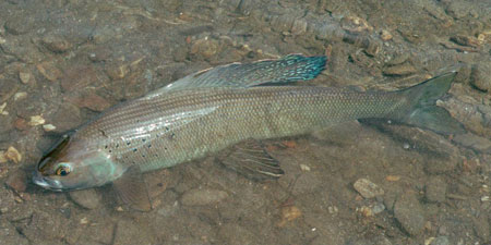 Photo of a Arctic Grayling