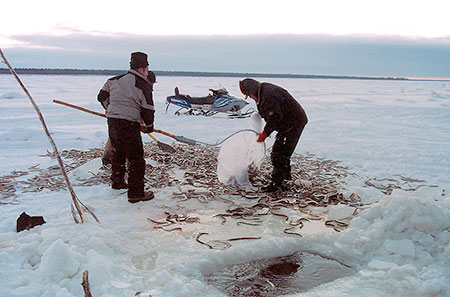 Photo of a Arctic Lamprey