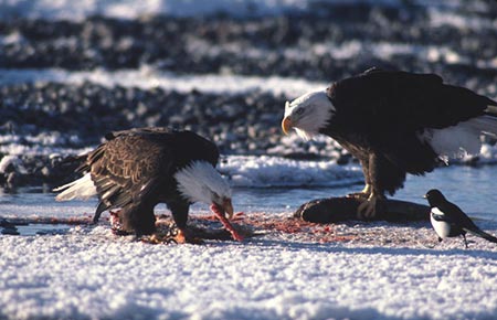 Photo of a Bald Eagle