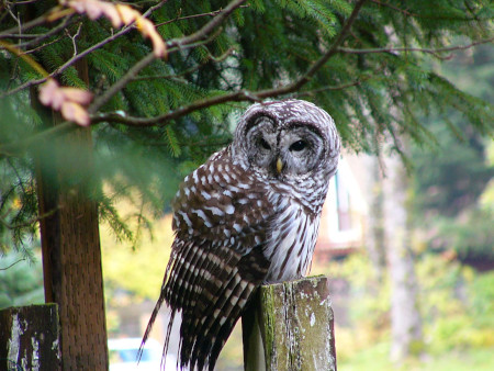 Photo of a Barred Owl