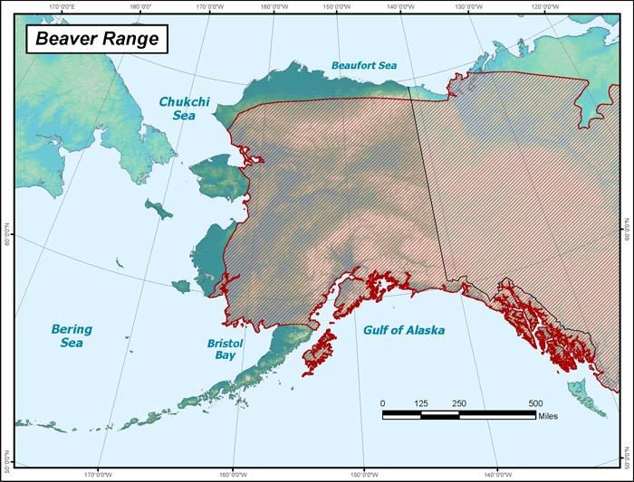 Range map of Beaver in Alaska
