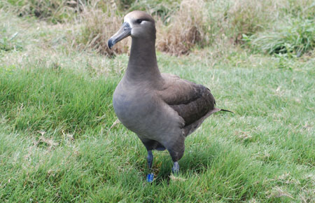 Photo of a Black-footed Albatross