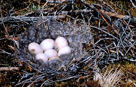 Photo of Canada Goose