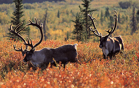 Photo of a Caribou