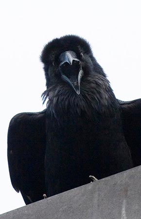 Photo of a Common Raven