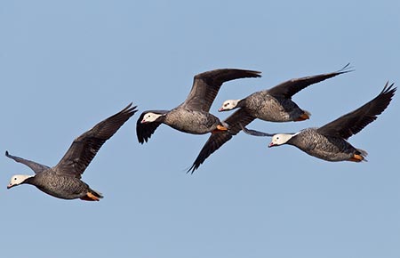 Photo of a Emperor Goose