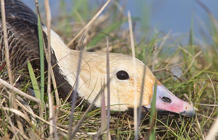 Photo of a Emperor Goose