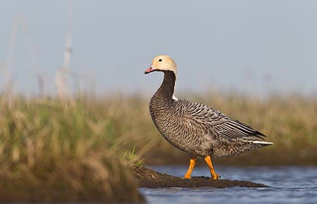 Photo of a Emperor Goose