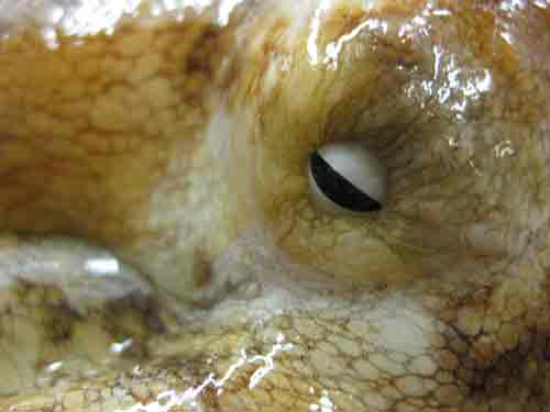 Photo of a Giant Pacific Octopus