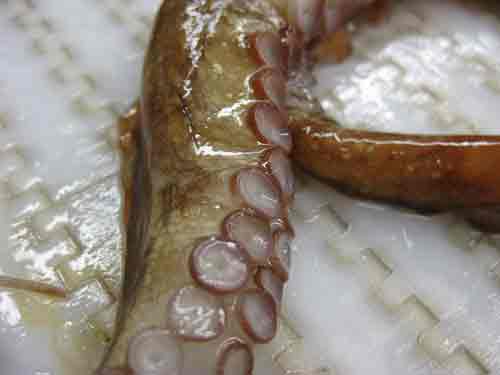 Photo of a Giant Pacific Octopus