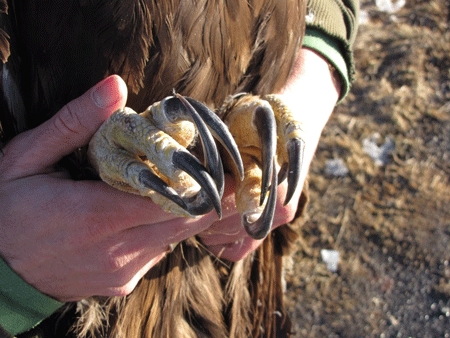 Photo of a Golden Eagle