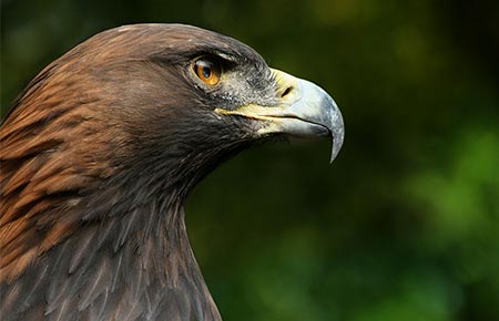 Photo of a Golden Eagle