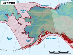 Gray Whale range map