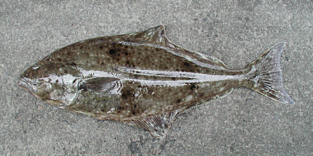 Photo of a Pacific Halibut