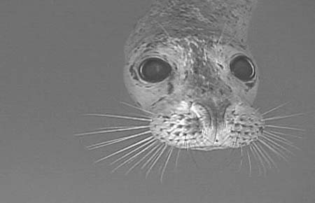 Photo of a Harbor Seal