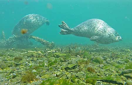 Photo of a Harbor Seal