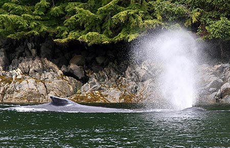Photo of a Humpback Whale