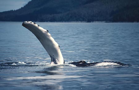 Photo of a Humpback Whale