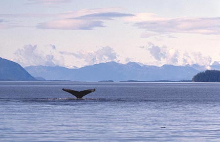 Picture of a humpback whale