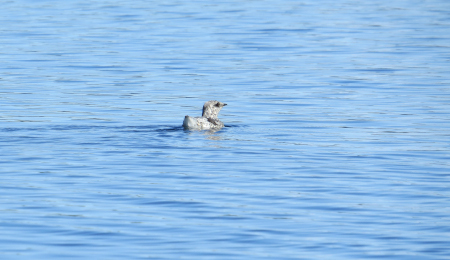 Photo of a Kittlitz's Murrelet
