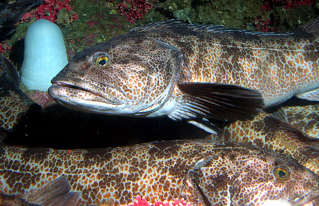 Photo of a Lingcod