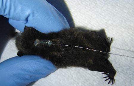 Photo of a Little Brown Bat