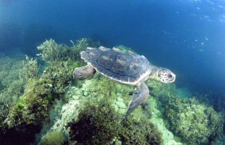 Photo of a Loggerhead Sea Turtle