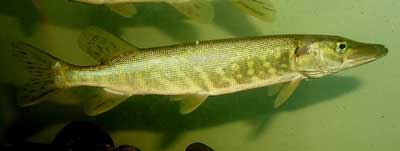 Photo of a Northern Pike