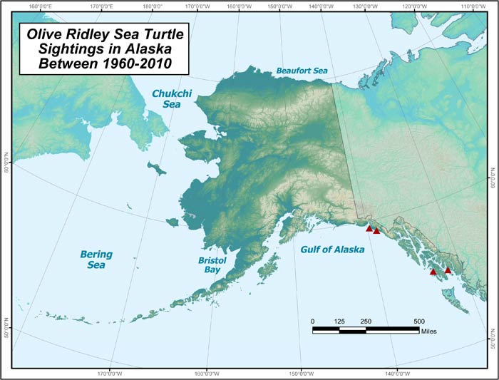 Range map of Olive Ridley Sea Turtle in Alaska