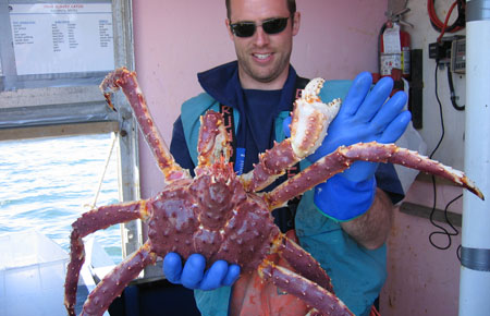 Photo of a Red King Crab