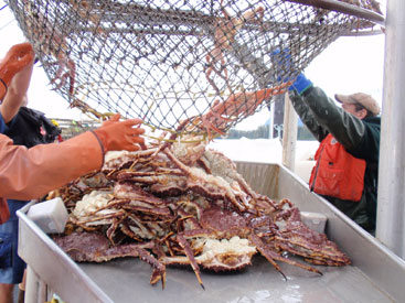 Photo of a Red King Crab