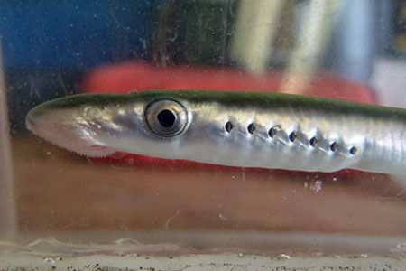 Photo of a Western River Lamprey