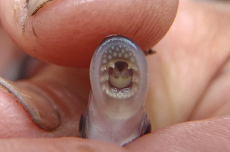 Photo of a Western River Lamprey