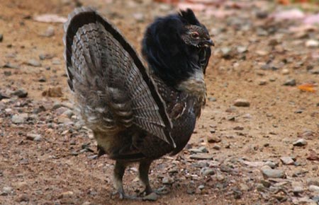 Picture of a Ruffed Grouse