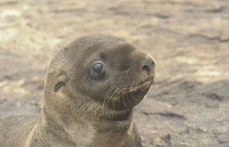 Photo of a Steller Sea Lion