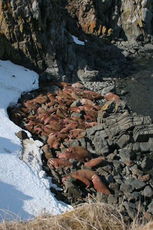 Photo of a Pacific Walrus