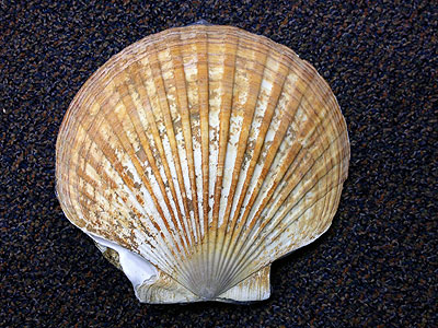 Photo of a Weathervane Scallop