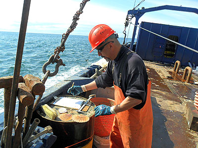 Photo of a Weathervane Scallop