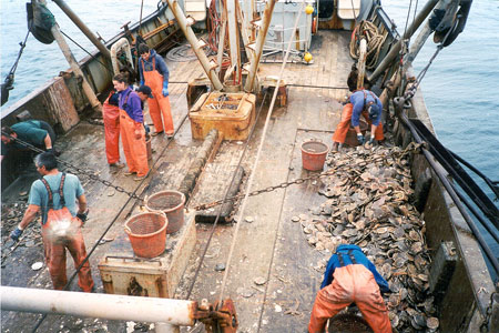 Photo of a Weathervane Scallop